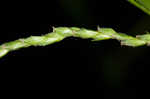 Roan Mountain sedge